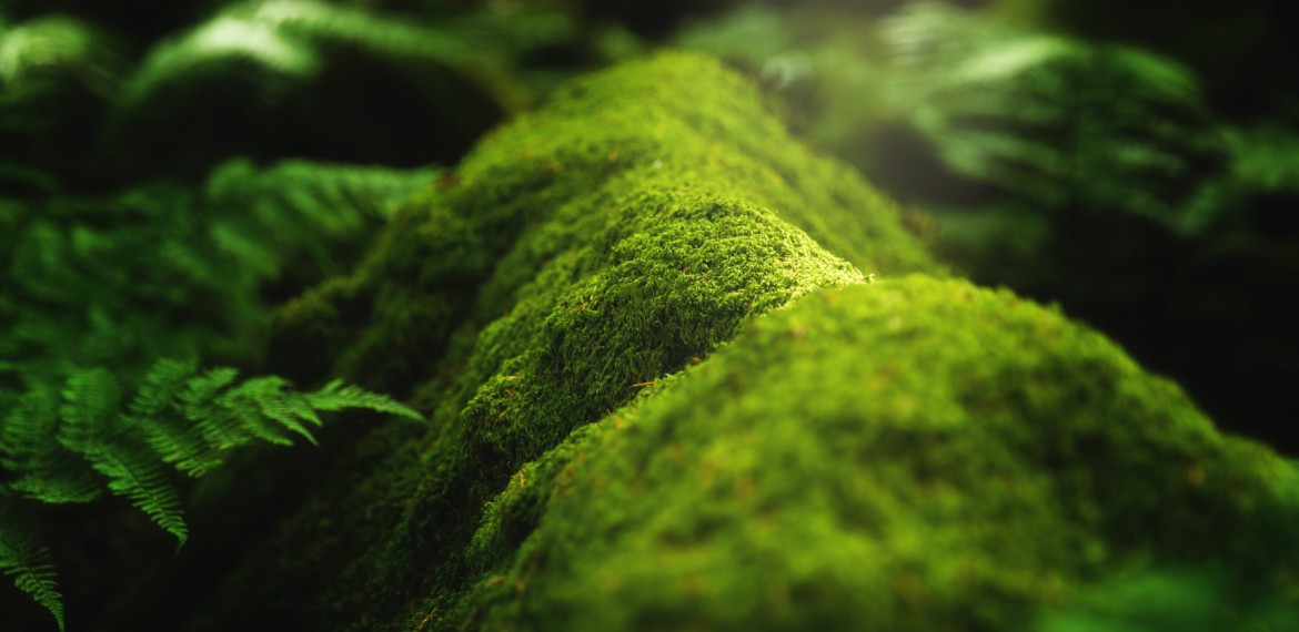 Naturmoor- & Beautykur