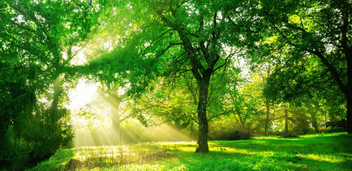 Heilfasten nach der Buchinger-Methode