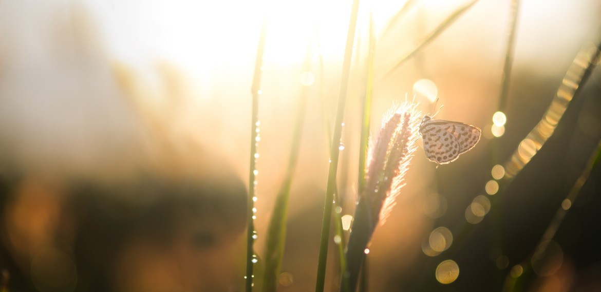 Intervallfasten 16:8